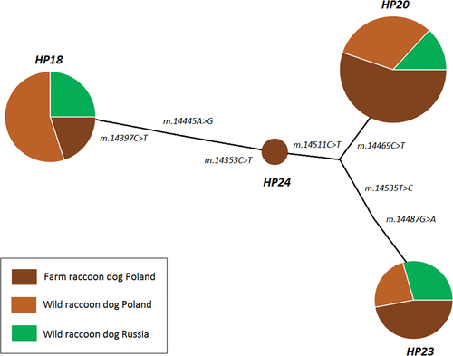 Figure 2. Median-joining haplotype network representing relationships between the cytb haplotypes of wild and farm raccoon dogs from Poland and Russia; the areas of the circles are proportional to the number of animals sharing each haplotype; the information next to the edges reflects the position and type of substitutions between the haplotypes.