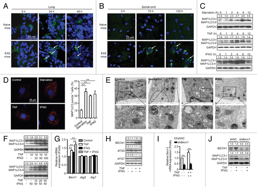 Figure 1. MSCs undergo autophagy in the inflammatory microenvironment. (A and B) MAP1LC3-EGFP-MSCs were injected into naive and EAE (on day 15) mice via tail vein. Mice were euthanized at 24, 48, 72, and 120 h later, the lungs and spinal cords were separated and cut into frozen sections. Sections were stained with DAPI and examined by confocal microscopy. (C) Immunoblot analysis of MSCs starved for 0 (control) to 12 h, or treated with TNF (20 ng/ml) or IFNG (50 ng/ml) for the indicated times. Densities of MAP1LC3-II were normalized to control treatment and relative fold changes of MAP1LC3-II were normalized to GAPDH. Representative data from 3 separate experiments are shown. (D) MSCs were starved or not starved (control), or treated with TNF (20 ng/ml) or IFNG (50 ng/ml) for 4 h. Cells were stained with anti-MAP1LC3 antibody and analyzed by confocal microscopy. MAP1LC3 puncta-positive cells were counted from 5 images in each group. Representative images from 3 independent experiments are shown. (E) Transmission electron microscopy was utilized to observe autophagosomes in MSCs starved or not starved (control), or treated with TNF (20 ng/ml) or IFNG (50 ng/ml) for 4 h. AV, autophagic vacuoles; N, nucleus. Representative images from 3 independent experiments are shown. (F) Immunoblot analysis of MSCs treated with the indicated concentrations (ng/ml) of TNF plus IFNG. (G and H) MSCs were treated with TNF (20 ng/ml) or/and IFNG (50 ng/ml) for 4 h. Expression levels of Becn1, Atg5, and Atg7 were measured by quantitative real-time PCR (G) and immunoblot analysis (H). (I and J) MSCs were infected with control lentivirus (shNC-MSCs) or lentivirus-expressing shRNA targeting Becn1 (shBecn1-MSCs), and treated with or without TNF plus IFNG. Expression of BECN1 was measured by quantitative real-time PCR (I) and immunoblot analysis (J). **P < 0.01.