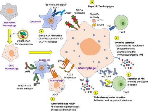 Figure 11 Different approaches of enhancing macrophage immunotherapy by CRISPR/Cas9-mediated genome editing. Some major enhancements include, (a) SIRP-⍺-CD47 blockade, (b) bispecific T cell engagers, (c) enhanced cytokine secretion, (d) secretion of antibodies, (e) Tie2-driven cytokine secretion, and (f) Tumor mediated antibody-dependent phagocytosis of opsonized tumor cells.