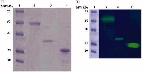 Figure 3 (A and B). A. SDS-PAGE; B. Protonography. In both panels: Lane 1, Molecular weight markers; lane 2, the native MgaCA purified from the mantles of M. galloprovincialis; lane 3, the recombinant rec-MgaCA, lane 4, the commercial bovine CA.