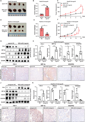 Figure 5 HBV-miR-3 induces HCC angiogenesis and inhibiting HBV-miR-3 reduces HCC angiogenesis in vivo. (A–C) Effect of HBV-miR-3 on the growth of HepG2 xenografts. Mice were sacrificed after being injected with 5nmol HBV-miR-3 agomir or agomir NC twice a week for 12 days. (D, E and F) Effect of inhibiting HBV-miR-3 on the growth of HepG2.2.15 xenografts. Mice were sacrificed after being injected with 15μg HBV-miR-3 antagomir or antagomir NC twice a week for 16 days. (G and H) Western blot analysis of FIH-1, HIF-1α, VEGFA and VEGFR2 expression in xenograft tumors derived from HepG2 cells. β-Actin was used as the reference for quantifying protein expression. (I) Representative IHC staining images of FIH-1, HIF-1α and VEGFR2 expression in HepG2 cell xenografts. Scare bars=100μm. (J and K) Western blot analysis of FIH-1, HIF-1α, VEGFA and VEGFR2 expression in xenograft tumors derived from HepG2.2.15 cells. β-Actin was used as the reference for quantifying protein expression. (L) Representative IHC staining images of FIH-1, HIF-1α and VEGFR2 expression in HepG2 cell xenografts. Scare bars=100μm. The error bars represent the SD from at least three independent biological replicates. Student’s t-test was used to calculate p values, represented as * p < 0.05; ** p < 0.01, *** p < 0.001; **** p < 0.0001.