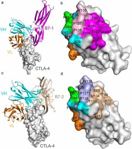 Figure 4. Competitive binding of JS007-scFv and B7-1/B7-2 with CTLA-4. (a) Superposition of the JS007/CTLA-4 complex structure with CTLA-4/B7-1 complex structure (PDB: 1I8L). CTLA-4 is shown as surface diagram in gray, B7-1 in pink, JS007 VH in cyan and VL in Orange, respectively. (b) Binding surface of CTLA-4 by B7-1 or JS007. The binding residues by B7-1 on CTLA-4 are colored in pink, whereas residues contacted by the JS007 VH or VL domain are colored in cyan or Orange, respectively. The residues contact with both VH and VL are colored in green, and the overlapping residues bound by both B7-1 and JS007 are colored in light pink. (c) Superposition of the JS007 /CTLA-4 complex structure with CTLA-4/B7-2 complex structure (PDB: 1I85). B7-H2 is shown as cartoon in brown and the other parts are the same as in (a). (d) Binding surface of CTLA-4 by B7-2 or JS007. The binding residues by B7-2 on CTLA-4 are colored in brown, whereas residues contacted by the JS007-scFv VH or VL are colored the same as in (b). The residues contact with both VH and VL are colored in green, and the overlapping residues bound by both B7-2 and JS007 are colored in light blue.