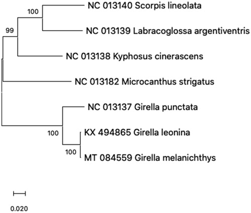Figure 1. Phylogenetic tree of 7 species in family Kyphosidae. The 6 mitogenome sequences from GenBank database and Girella melanichthys mitogenome sequence were aligned using ClustalW and phylogenetic analysis was conducted by Maximum Likelihood method with 1000 bootstrap. The percentage at each node is the bootstrap probability.