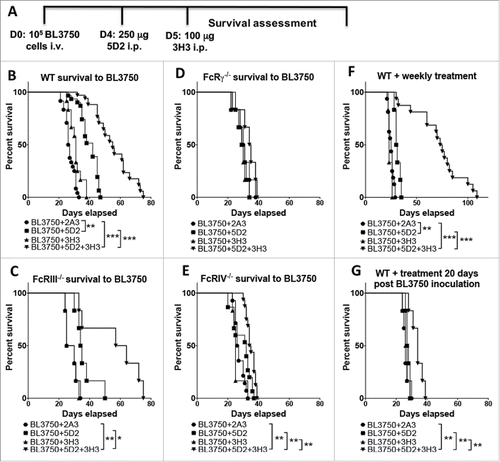 Figure 1. Treatment with αCD20 and αCD137 enhances survival against B lymphoma. (A) Tumor injection and treatment design. 1 × 105 BL3750 cells were injected intravenously at day (D) 0. Control Ig (2A3, 250 μg i.p.) or anti-CD20 (clone 5D2, 250 μg i.p.) was administered on day 4, and anti-CD137 (clone 3H3, 100 μg i.p.) either alone or in combination on day 5 in C57BL6 wild-type (WT) and various gene-targeted mice (FcRIII−/−, FcRIV−/−, and FcγR−/−). (B) Results are pooled from three independent experiments (n (2A3) = 24; n (5D2) = 31; n (3H3) = 12; n (5D2+3H3) = 34). Statistical analysis was calculated using Mantel–Cox test. **p < 0.01 and ***p < 0.001 as indicated. (C) Results representative from one experiment, n = 6 each group. *p < 0.05 and **p < 0.01 as indicated. (D) Results representative from one experiment, n = 6 each group. (E) Results are pooled from two independent experiments (n (2A3) = 14; n (5D2) = 15; n (3H3) = 6; n (5D2+3H3) = 16). Statistical analysis was calculated using Mantel–Cox test. **p < 0.01 as indicated. (F) Tumor inoculation (1 × 105 BL3750 cells, i.v.) on D0 was followed by administration of anti-CD20 (clone 5D2, 250 μg i.p.) on day 4, and anti-CD137 (clone 3H3, 100 μg i.p.) at day 5, either alone or in combination in C57BL6 WT mice. Antibody treatment was then applied weekly until sacrifice. Data shown is pooled from two independent experiments (n (2A3) = 16, n (5D2) = 6, n (3H3) = 6, n (5D2+3H3) = 16). **p < 0.001, and ***p < 0.001 as indicated. (G) WT mice survival after single treatment with anti-CD20 (clone 5D2, 250 μg i.p. 20 d after BL3750 inoculation) and anti-CD137 (clone 3H3, 100 μg i.p. 21 d after BL3750 inoculation). Results are representative of one experiment, n = 6, each group. **p < 0.01 as indicated.