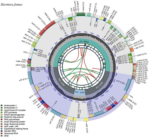 Figure 2. Genetic map of the complete chloroplast genome of H. fomes. The map contains six circles. From the center going outward, the first circle shows the distributed repeats connected with red (the forward direction) and green (the reverse direction) arcs. The next circle shows the long tandem repeats marked with short blue bars. The third circle shows the short tandem repeats (STRs) or microsatellite sequences as short bars with different colors. The fourth circle shows the size of the LSC, SSC, IRA, and IRB. The fifth circle shows the GC contents along the plastomes. The sixth circle shows the genes, and their optional codon usage bias is displayed in the parenthesis after the gene name. Genes are color-coded by their functional classification. The transcription directions for the inner and outer genes are clockwise and anticlockwise, respectively. The functional classification of the genes is shown in the bottom left corner.