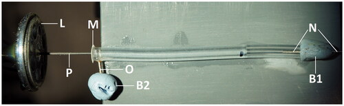 Figure 2. Experimental arrangement for dye diffusion experiments. L – miniature loudspeaker; P – carbon probe; M – latex membrane; O – filling outlet; B1 and B2 – Blu Tack plugs; N – pressure relief needle. See Methods for further details.