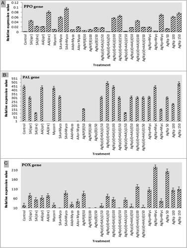 Figure 6. Quantitative Real-Time Polymerase Chain Reaction (qRT-PCR) validation of (A) PPO, (B) PAL, and (C) POX relative gene expression levels in roots of eggplant inoculated with M. javanica and treated with SA spray, SA drench, AA spray, AA drench, Myco., SA (spray)+Myco, SA (drench)+Myco., AA (spray)+Myco., AA (drench)+Myco., AgNPs before transplanting (50 µg), AgNPs before transplanting (100 µg), AgNPs before transplanting (150 µg), AgNPs (150 µg)+SA (spray), AgNPs (50 µg)+SA (drench), AgNPs (100 µg)+SA (drench), AgNPs (150 µg)+SA (drench), AgNPs (150 µg)+AA (spray), AgNPs (50 µg)+AA (drench), AgNPs (100 µg)+AA (drench), AgNPs (150 µg)+AA (drench), AgNPs (50 µg)+Myco., AgNPs (100 µg)+Myco., AgNPs (150 µg)+Myco., AgNPs (50 µg) during transplanting, AgNPs (100 µg) during transplanting, AgNPs (150 µg) during transplanting, compare with control. The expression level of the target genes was normalized relative to the actin rRNA gene and relative expression of untreated control plants at each time. Each value represents mean ± SE (n = 3).