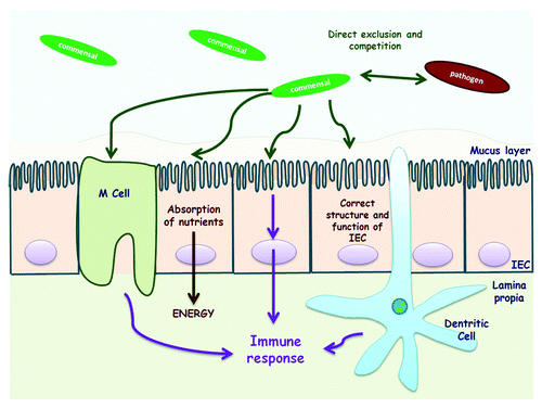 Figure 3. Commensal intestinal bacteria crosstalk with the host. Commensal bacteria supply the host with essential nutrients and defend the host against opportunistic pathogens. Commensals are involved in the development of the intestinal architecture as well as in immunomodulatory processes (Modified from Martín et al.).Citation5 IEC, intestinal epithelial cell.