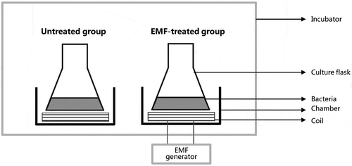 Figure 1. Schematic illustration of the experimental design used for the measurement of growth characteristics of E. coli.