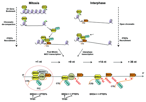 Figure 1. Model of BRD4 function in cell cycle and gene transcription. During mitosis (upper left), BRD4 functions as a G1 gene bookmark by binding to acetylated chromatin, as a PTEFb recruiter and chromatin de-compacter. During interphase (upper right), it recruits PTEFb to RNAP II, either directly binding chromatin or dimerizing with chromatin-bound BRD4, thereby activating both post mitotic and interphase transcription. During transcription initiation (lower panel), direct and indirect interactions among the CTD kinases, including BRD4, initially keeps their activity in check, with the release of their activities as the transcription complexes proceeds. BRD4 plays a central role in this cross-talk of the CTD kinases.