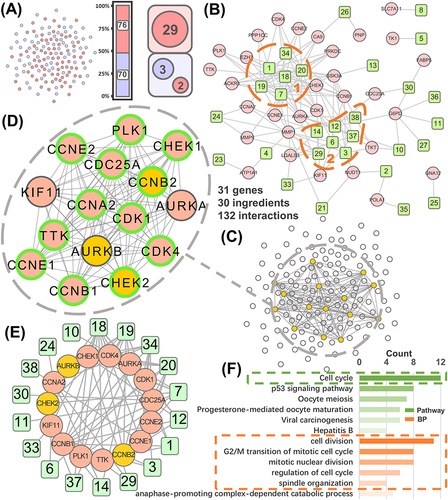 Figure 3 Construction of the prognostic target-ingredient network. (A) Visualization of the groups of upregulated (76) and downregulated (70) therapeutic targets. The red and blue circles in the square represent the numbers of targets related to poor prognosis and good prognosis, respectively. (B) The action network of targets related to poor prognosis and their related ingredients. Targets (red) and ingredients (green). The ingredients inside the orange dotted line are those with a higher degree value (≥4). (C-D) The interaction network of hub targets (pink: prognosis-related targets, green lines: targets related to the cell cycle pathway). (E) Network of ingredients and hub targets. (F) Pathway and biological process enrichment analyses of the hub target-related genes.