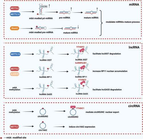 Figure 2. The function of m6A modification on ncRNAs in CRC