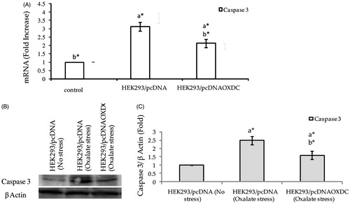 Figure 3. (A) Relative gene expression analysis of caspase 3 in HEK293/pcDNAOXDC and HEK293/pcDNA exposed to oxalate stress (750 μM, 18 h). (B,C) Relative protein expression of caspase 3 in HEK293/pcDNAOXDC and HEK293/pcDNA exposed to oxalate stress (750 μM, 18 h). a* – significant difference from HEK293/pcDNA cells without oxalate stress. b* – significant difference from HEK293/pcDNA cells with oxalate stress. Values are statistically significant at p < 0.05.