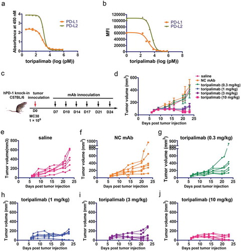 Figure 1. Antitumor efficacy of toripalimab in a MC38 bearing mouse model. (a,b) Blocking of the binding of PD-1 to PD-L1 or PD-L2 using protein-based ELISA assay (a) or cell-based flow cytometry assay (b). (c) Flow chart of the animal study. MC38 was inoculated into human PD-1 knock-in mice of the C57BL/6 background. Toripalimab was administered via intraperitoneal (i.p.) injection every 3 or 4 d from day 7 (D7) after MC38 tumor inoculation. The size of the tumor was monitored every 3 or 4 d after injection of toripalimab or control mAb. Saline and control mAb were enrolled as negative control. (d) Mice bearing subcutaneous MC38 palpable tumors for 7 d were treated i.p. with four doses of toripalimab, 0.3, 1, 3, and 10 mg/kg, or saline or control IgG. The data with each dot show the average tumor volume of the group while the SE was presented as longitudinal bars. (e–j) Individual follow-up of tumor sizes is presented for each experimental group with each line showing the changes of the tumor size of each mouse.