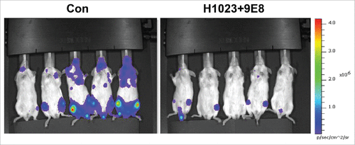 Figure 1. NOD/SCID mice (n = 5) were inoculated (iv) with luciferase labeled Raji- Burkitt's lymphoma cells. Mice were untreated (Con) or treated with mAb 9E8 or mAb H1023 (400 μg/mouse every other day) as single agents (not shown), or both together. Tumor growth was evaluated and quantified by IVIS imaging.