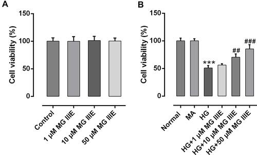 Figure 1 MG IIIE increased the cell viability of HG-induced podocytes. (A) Cell viability was evaluated by a cell counting kit-8 assay after MG IIIE treatment. (B) A cell counting kit-8 assay was employed to determine viability of HG-induced podocytes in the presence or absence of MG IIIE. ***P<0.001 vs. MA; ##P<0.01 and ###P<0.001 vs. HG.