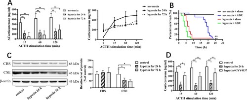 Figure 1. Hypoxia results in the downregulation of CSE expression in adrenal glands and reduces adrenocortical responsiveness to ACTH. (A) The mice underwent hypoxia for 24 and 72 h, respectively. ACTH stimulation test was applied to examine adrenocortical responsiveness. Left panel: Increase in corticosterone levels from baseline after ACTH stimulation at 15, 60 and 120 min. Right panel: The dynamic curve of ACTH stimulation test. Data were expressed as mean ± SEM. n = 8 in each group. **P < 0.01. (B) The mice underwent sham and ADX. One week later, all mice were administered with LPS at the dose of 30 mg/kg under normoxia and hypoxia. The mortality rate was determined. n = 10 in each group. **P < 0.01. (C) The mice underwent hypoxia for 24 and 72 h, respectively. The adrenal tissues were obtained for the determination of CBS and CSE protein expression using western blotting analysis. Left panel: Representative images of western blotting. Right panel: Statistical graph of western blotting. Data were expressed as mean ± SEM. n = 8 in each group. *P < 0.05. (D) The mice with hypoxia for 72 h were treated with GYY4137 at the dose of 133μmol/kg/day. ACTH stimulation test was applied to examine adrenocortical responsiveness. Data were expressed as mean ± SEM. n = 8 in each group. *P < 0.05, **P < 0.01.