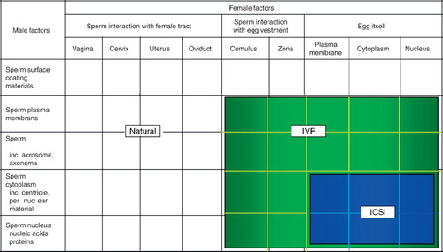 Figure 1.  Male and female factors necessary for successful natural and assisted fertilization (modified from [Yanagimachi Citation2009]).