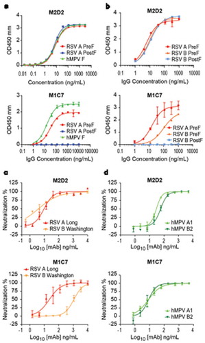 Figure 3. Characterization of two RSV/hMPV cross-neutralizing mAbs targeting site IV and V. (a) ELISA binding of M2D2 and M1C7 to wild-type hMPV-B2 F antigen. (b) Binding of M2D2 and M1C7 on RSV A PreF, RSV B PreF, and RSV B PostF antigens, determined by ELISA with Expi293 cell culture supernatants containing expressed antigens. (c) Neutralization assay of M2D2 and M1C7 to RSV A Long and B Washington strains. (d) Neutralization assay of M2D2 and M1C7 to hMPV A and B subtypes.