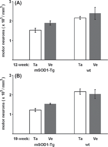 Figure 3. Effects of talampanel treatment on the number of lumbar motor neurons in mutant SOD1 Tg mice. Relative to the vehicle-only treatment (Ve), talampanel treatment (Ta) did not exert a significant effect either in the mutant SOD1 Tg (mSOD1-Tg), or in the wild-type (wt) mice in the presymptomatic (A) or a later stage of the disease (B). Regardless of the treatment, lower cell numbers were counted at 19 weeks of age than at 12 weeks of age in the mutant SOD1 Tg animals. Data are shown as means ± SEM.