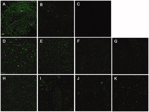 Figure 4. Effects of 8 and 17 on biofilms formation of CFT073. CLSM images (400×) of biofilms formed by WT CFT073 (A) and △ppk1 strain (B). (C) Fluorescent images of blank group. (D–G) Biofilms formed by WT CFT073 in the presence of 8 (5, 20, 40, and 80 μM, respectively). (H–K) Biofilms formed by WT CFT073 in the presence of 17 (5, 20, 40, and 80 μM, respectively).