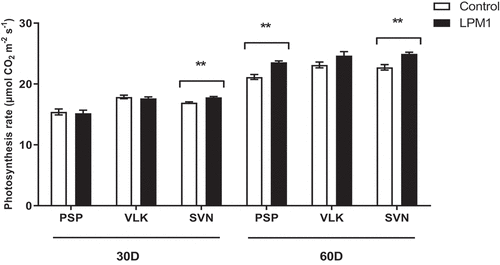 Figure 6. Photosynthesis rate of bell pepper varieties under shade house conditions. (PSP) Prosperity, (VLK) Valkiria, and (SVN) Sven at 30 and 60 days after inoculation with Bacillus subtilis LPM1 (black bars) and uninoculated control (white bars). Level of significance: **, p ≤ 0.01, one-way ANOVA.