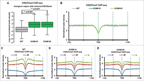 Figure 4. H3K27me3 increased dramatically at intergenic regions with reduced of H3K36me2 in H3.3K36M cell compare with WT cell. (A) Normalized tag distribution profiles of H3K27me3 for intergenic regions with reduced H3K36me2 in 2 H3.3K36M mutant cell lines compare with WT cells. The reads are normalized to reads per kilobase per 10 million mapped reads. (B) The normalized reads density of H3K27me3 ChIP-Seq was plotted from 10 kb upstream to 10Kb downstream from TSS sites in WT and H3.3K36M cells. The reads are normalized to reads per kilobase per 10 million mapped reads. (C-E) The same calculation as in B, but the whole human genes were split into equal number of 3 groups according to their expression levels. H: high expression, M: medium expression, and L: Low expression.