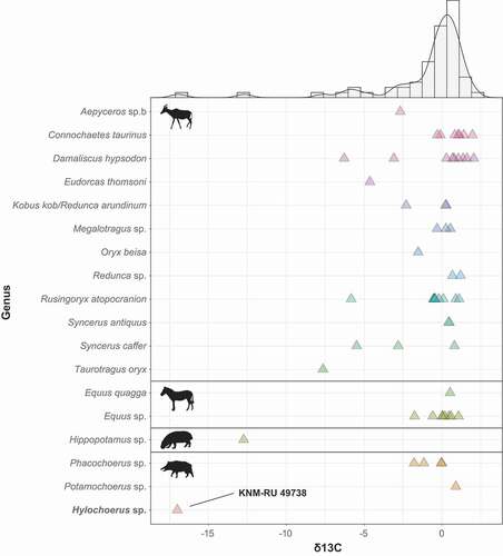 Figure 5. Stable carbon isotope values of Late Pleistocene Rusinga Island large mammals, including Bovidae, Equidae, Hippopotamidae, and Suidae