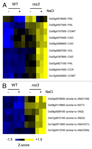 Figure 1. Altered expression of genes encoding lignin biosynthetic enzymes (A) and NAC family transcription factors (B) in the rss3 root tip grown in the absence and presence of 100 mM NaCl.Citation3 Genes encoding lignin biosynthetic enzymes or NAC transcription factors that were upregulated in rss3 were selected, based on the microarray data (GEO repository: GSE41442),Citation3 and levels of gene expression were visualized with TIGR Multi-experiment Viewer (MeV; http://www.tm4.org/mev/).