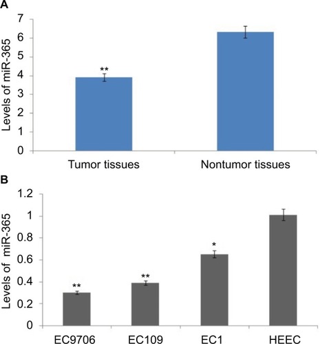 Figure 1 Levels of miR-365 are decreased in human esophageal cancer.Notes: (A) Quantitative reverse transcription polymerase chain reaction study of levels of miR-365 in tumorous tissues and surrounding nontumor tissues of 30 patients selected for the study. (B) Levels of miR-365 in human esophageal endothelial cells and esophageal cancer cells. *P<0.01 and **P<0.001.Abbreviations: HECC, human esophageal endothelial cell line; miR-365, miRNA-365.