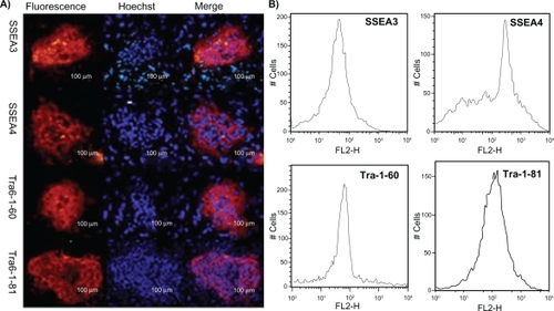 Figure 3 A) Fluorescence microscopy images of the human induced pluripotent stem cells were stained with antibody recognizing SSEA-3, SSEA-4, TRA-1-60, and TRA-1-81. B) Flow cytometry analysis of human embryonic stem cell-specific markers such as SSEA-3, SSEA-4, TRA-1-60, and TRA-1-81 in induced pluripotent stem cells.