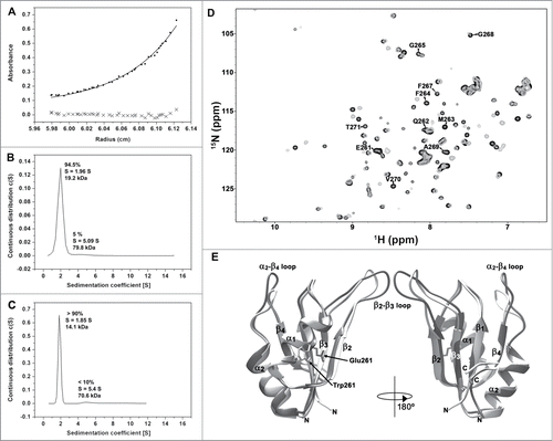 Figure 3. Oligomerization of HuR RRM3. (A) Sedimentation equilibrium measurements of RRM3. The apparent molecular weight (MW) is determined as 19033 ± 1425 Da, larger than the expected for a monomer (14342.2 Da). (B) Sedimentation velocity measurements on RRM3 (S is the sedimentation coefficient). (C) Sedimentation velocity measurements on RRM3 W261E done as in (B). (D) Overlay of the1H-15N-HSQC spectra of RRM3 WT (gray) and RRM3 W261E (black). The resonances of the W261-T271 segment are labeled. A proline residue is at position 266. (E) Comparison of the CS23D structural models of RRM3 WT (light gray) and RRM3 W261E (dark gray). The RMSD for backbone atoms between both models is 1.5 Å, being the main differences at the β2-β3 and α2-β4 flexible loops. The structure views are rotated 180° around the vertical axis.