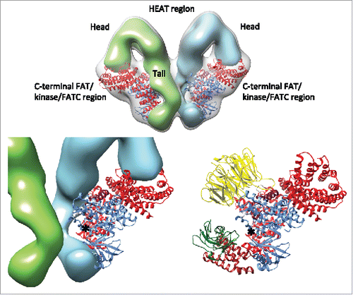 Figure 5. Intersubunit interaction and proposed mechanism of kinase activity inhibition. The N-terminal regions comprising of HEAT repeats are represented in solid surface. The head and the tail domains of the N-terminal region are labeled. The domains of the mTOR crystal structure are colored according to the schematic representation in Fig. 4C. The EM map is represented in semi-transparent gray surface. The kinase activity center is indicated with an asterisk. Bottom left, the distance between the tail domain and the active site is ˜10 Å. Bottom right, similar restriction of the active-site cleft due to the presence of mLST8 (yellow), the FRB insertion (brown) and FKBP-rapamycin in mTOR. The RNC domain of Raptor is omitted for clarity.
