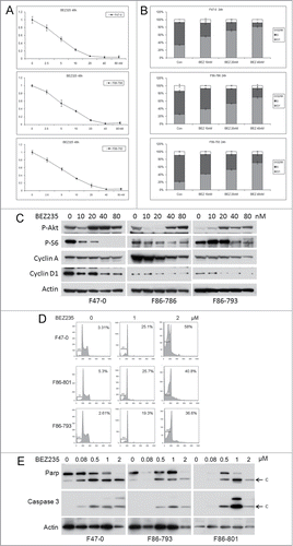 Figure 2. Low concentrations of BEZ235 induce dose-dependent cell cycle inhibition and decreased cell viability. Three different Lck-Dlx5 lymphoma cell lines were treated with BEZ235 at the indicated concentrations. Cell viability/proliferation were monitored by MTS assay (A). Cell cycle analysis was performed by flow cytometry. Histograms summarizing results from 3 independent flow cytometry experiments are shown in panels (B). Western blot analysis of phospho-Akt, phospho-S6, cyclin A, cyclin D1 and β-actin (C). Higher concentrations of BEZ235 (≥0.5 µM) treatment for 24 h cause apoptosis in these lymphoma cells as shown by an increase in sub-G1 cells (D), and activation of caspase 3 (E).