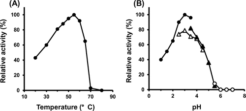 Figure 3. Effect of temperature (A) and pH (B) on recombinant SH-Tth. (A) SH-Tth in the reaction mixture without tetrathionate was incubated for 3 min at each temperature prior to assay of the activity. The reaction was initiated by the addition of tetrathionate solution. (B) Buffers used were as follows: pH 1.0–3.5, 50 mM β-alanine nitrate buffer (closed circle); pH 2.5–4.5, 50 mM formate buffer (open triangle); pH 3.5–5.5, 50 mM citrate buffer (closed triangle); pH 5.5–7.0, 50 mM potassium phosphate buffer (open circle).