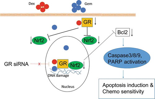 Figure 8. A model for synergistic effect of Dex and Gem on tumor cells. The synergistic effect of Dex and Gem was diminished by GR siRNA. The downstream target molecular Nrf2 of GR signaling pathways was inhibited by the combination of Dex and Gem, which play an essential role in regulating apoptosis via induction of caspases cascade leading to a significant decrease in angiogenesis and inhibition of cancer cell proliferation.