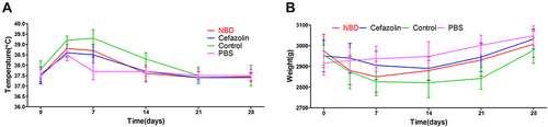 Figure 2 Mean (A) body-temperature and (B) weight changes in the control group (n=10), NBD group (n=11), cefazolin group (n=12), and PBS group (n=8). No significant differences were observed before and on the 28th day after the operation, and there was no difference in body-temperature or weight changes within and between the groups.