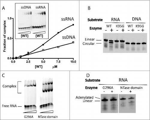 Figure 1. Pab1020 RNA ligase binds single-stranded DNA and RNA, but only circularizes single-stranded RNA oligonucleotides. (A) EMSA assays were performed with internally labeled (Cy5) single stranded DNA or RNA oligonucleotides using increasing amounts of wild-type (WT) Pab1020 RNA ligase. The relative amount of bound DNA or RNA was plotted against the protein concentration. Insert: On the EMSA gel, the amount of the higher molecular weight bands, corresponding to Pab1020-nucleic acid complexes, increased as a function of the protein concentration. (B) RNA and DNA ligation assays with WT and mutant K95G of Pab1020 RNA ligase. Standard ligation reactions containing 10 pmol Cy5-RNA or -DNA molecules and 200 pmol RNA ligase Pab1020 were incubated 90 min at 50°C. Reaction products were resolved on denaturing PAGE and a 700 nm scan of the gel was performed on Licor Odyssey Infrared Imager. While no activity was observed with DNA substrate, Pab1020 RNA ligase circularized an RNA oligoribonucleotide as shown on the gel with the apparition of a lower band corresponding to circular RNA molecules. Expectedly, a control reaction with an inactive enzyme (mutant K95G) presented no lower band. (C) Identical to panel (A), except that the enzymes used in the EMSA assays corresponded to the mutant G296A (dimerization domain) and the amino-terminal domain of 250 residues carrying a nucleotide transferase (NTase) domain. Both mutants were able to form RNA-Protein complexes with 18-mers single-stranded RNA. (D) Identical to panel (B), except that circularization was performed only with RNA substrate and with G296A mutant and NTase domain. No circRNAs were observed (positive control is indicated in panel B).