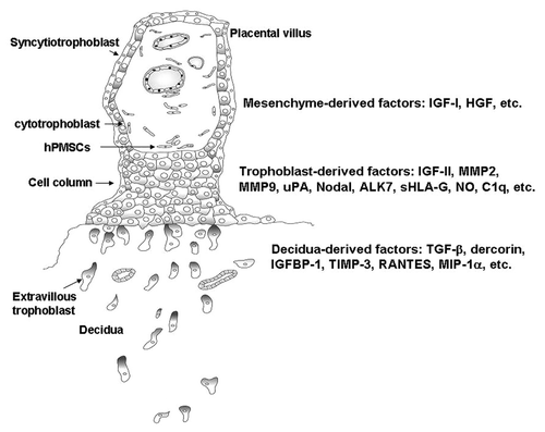 Figure 1. Schematic representation of placental anchoring villus on maternal decidua. The extravillous cytotrophoblasts migrate from cell column and infiltrate the deciduas through the factors derived either from villous mesenchyme, trophoblast, or decidua. ALK7, activin receptor-like kinase 7; HGF, hepatocyte growth factor; hPMSC, human placental multipotent mesenchymal stromal cell; IGF-I/II, insulin-like growth factor-I/II; IGFBP-1, insulin-like growth factor-binding protein-1; MIP-1α, macrophage inflammatory protein-1α; MMP, metalloproteinase; NO, nitric oxide; RANTES, regulated on activation, normally T-expressed, and presumably secreted; sHLA-G, soluble human leukocyte antigen-G; TGF-β, transforming growth factor-β; TIMP-3, tissue inhibitors of matrix metalloproteinase-3; uPA, urokinase-type plasminogen activator.