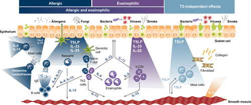 Figure 1 Epithelial cytokines and other inflammatory mediators and cell types involved in asthma pathogenesis.Citation4,Citation16–19