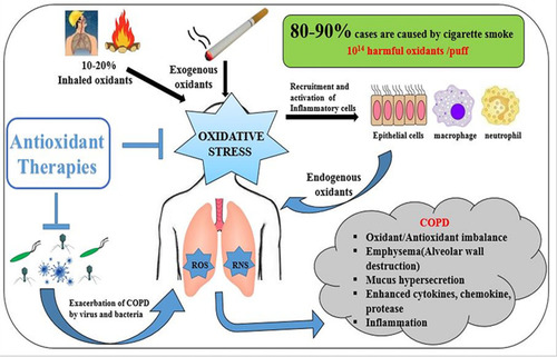 Figure 1 Factors that influence the pathogenesis of COPD.