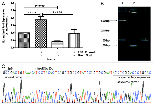 Figure 3. Effect of Kyn on miR30b expression level. Real-time PCR was used to assay the miR30b expression level (A) in B cells treated with the indicated combination of LPS (10 μg/mL) and Kyn (100 μM) at 8 h. The results represent 3 separate experiments. The products of real-time PCR were evaluated by agarose gel electrophoresis (B); line 1, 20bp ladder; line 2, miR30b; line 3, U6 snRNA; and sequencing (C).