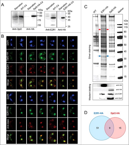 Figure 2. Dpl2 and E2fl1 form a transcription factor complex in T. thermophila. (A) Western blotting analysis of polyclonal anti-Dpl2 (left) or anti-E2fl1 (right) and anti-HA antibody to measure Dpl2 or E2fl1 protein levels during starvation and meiosis. C4, at 4 h post mixing. (B) Immunofluorescence analysis of temporal and spatial expression of endogenous and HA-tagged Dpl2 and E2fl1 protein. Scale bar: 10 μm. (C) Silver-stained Dpl2-HA and E2fl1-HA IP products. Red arrows indicate Dpl2 protein; blue arrows indicate E2fl1 protein. Western blotting analysis using anti-HA monoclonal antibody and anti-E2fl1 and anti-Dpl2 polyclonal antibodies. (D) Venn diagram of IP MS data of E2fl1-HA and Dpl2-HA.