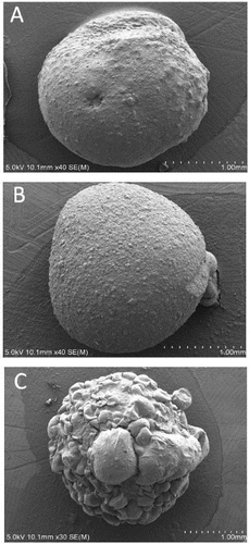 Figure 2. Shape of immobilized granules: (A) sodium alginate immobilized granule; (B) sodium alginate–attapulgite immobilized granule; and (C) sodium alginate–attapulgite–calcium carbonate immobilized granule.