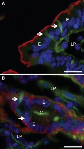 Figure 5. Cell integrity probed by membrane- and cytoskeletal markers after culture for 1 h with fat absorption in the presence of LY. After culture, sections were immunolabeled with antibodies to aminopeptidase N (a) or Na+/K+-ATPase (b). (A) Intense red labeling for aminopeptidase N was confined to the apical enterocyte brush border of the villus. (B) In the crypts, red labeling showed Na+/K+-ATPase distinctly along the basolateral membrane of enterocytes. (In both images, cells permeabilized for LY are marked by arrows). Bars, 20 μm. This Figure is reproduced in color in Molecular Membrane Biology online.