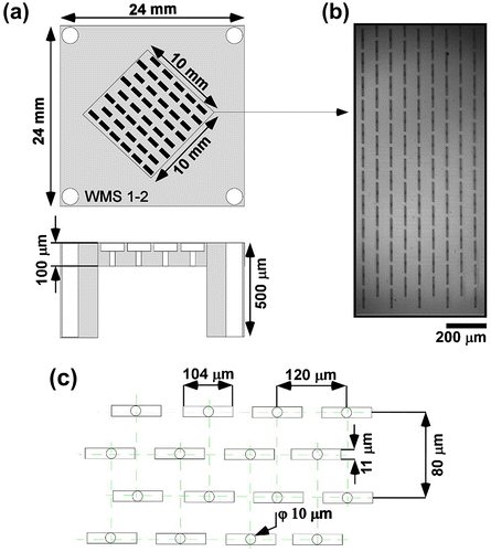 Fig. 1. Schematic representation of asymmetric straight-through MC array chip used in MCE.Notes: (a) WMS1–2 silicon chip. (b) Optical micrograph of the bottom-illuminated chip surface. The circular MCs are highlighted in dark black color in the center of light grey color microslot. (c) Arrangement of asymmetric MCs on the top side of a WMS1–2 chip. Each horizontal row contains alternatively 82 or 83 MCs and vertical rows contain alternatively 62 or 63 MCs making the total number of MCs equal to 10,313 = 62 × 82 + 63 × 83.