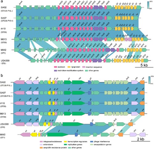 Figure 4. Comparison of the vSaα and SaPI genomic islands between ST338 isolates (ST338-PVL+ and ST338-PVL-), M013 and rh10 (ST59), MW2 and USA300 strains. a, b. Comparison of vSaα (a) and SaPI (b) structure between ST338, rh10, M013, MW2 and USA300. Arrows and arrowheads represent open reading frames (ORFs) and their direction of transcription.