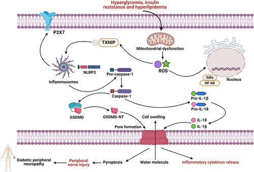 Figure 2 Pathophysiological roles of pyroptosis-dependent cell death in the course of the pathogenesis of DPN. Hyperglycemia, insulin resistance and hyperlipidemia stimulate NLRP3/ASC inflammasome signals, further activating pro-caspase-1 into Caspase-1 form. Then, activated Caspase-1 induces the generation and maturation of inflammatory factors including IL-1β and IL-18, resulting in low-grade inflammation and peripheral nerve injury, eventually advancing DPN.
