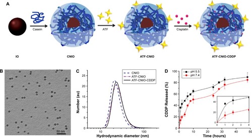 Figure 1 Synthesis and characterizations of CNIO, ATF-CNIO and ATF-CNIO-CDDP nanoparticles.Notes: (A) Schematic illustration of preparation of ATF-CNIO-CDDP nanoconstructs. (B) Typical TEM images of ATF-CNIO-CDDP. (C) Corresponding hydrodynamic sizes of nanoparticles before and after surface modification. (D) CDDP release profile of ATF-CNIO-CDDP in PBS at pH 5.5 and 7.4. The inset figure indicates the initial release of CDDP from ATF-CNIO-CDDP within the first 4 hours.Abbreviations: ATF, amino-terminal fragment; au, absorbance units; CDDP, cisplatin; CNIO nanoparticles, milk protein (casein)-coated magnetic iron oxide; PBS, phosphate-buffered saline; TEM, transmission electron microscopy.