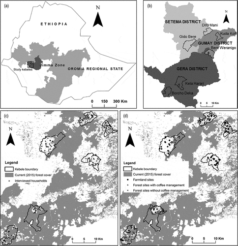 Figure 1. (a) Study area (square) in jimma zone, Ethiopia; (b) the six kebeles: Difo Mani and Gido Bere in Setema district, Bere Weranigo and Kuda Kofi in Gumay district, and Borcho Deka and Kela Harari in Gera district; (c) interviewed households (black triangles); and (d) woody plant survey points: in farmland (black circles), in forest with coffee management (‘+’ sign), and in forest without coffee management (‘x’ sign). In (c) and (d) grey colour represents current forest cover.